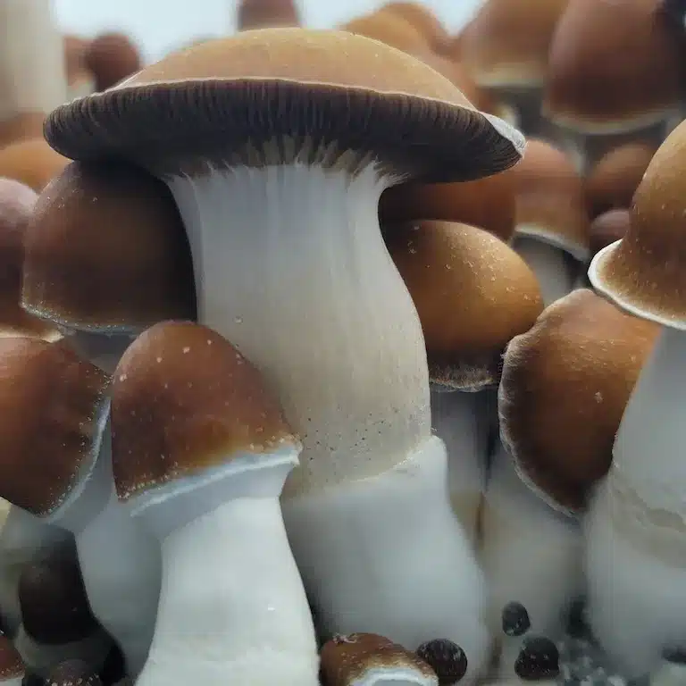 Cluster of PE7 mushrooms with vibrant orange-red caps and thick white stems, ideal for microscopy.