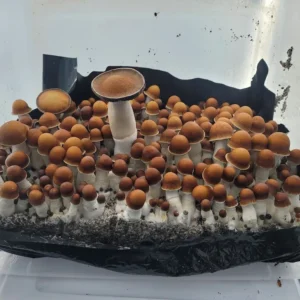 Close-up of PE7 mushrooms highlighting chestnut and deep brown cap coloration with white stems.