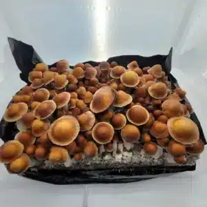 PE7 Penis Envy 7 mushrooms with deep orange to reddish caps and white stems, showcasing their robust formation.