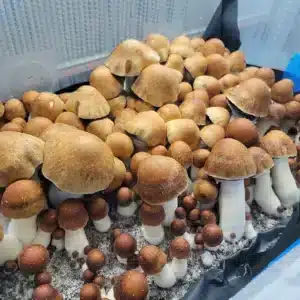 Detailed shot of PE7 Penis Envy 7 showing deep-toned caps, sturdy white stems, and microscopic purple spores.