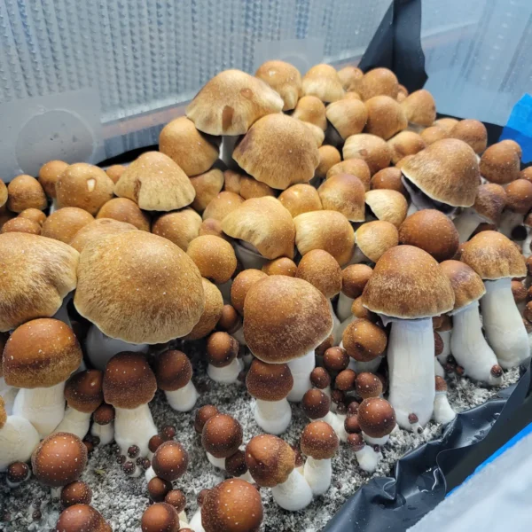 Detailed shot of PE7 Penis Envy 7 showing deep-toned caps, sturdy white stems, and microscopic purple spores.
