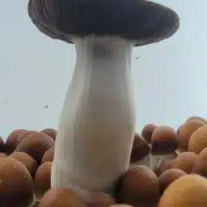 PE7 mushrooms in a natural cluster, highlighting their abundant flushes and unique cap shapes.