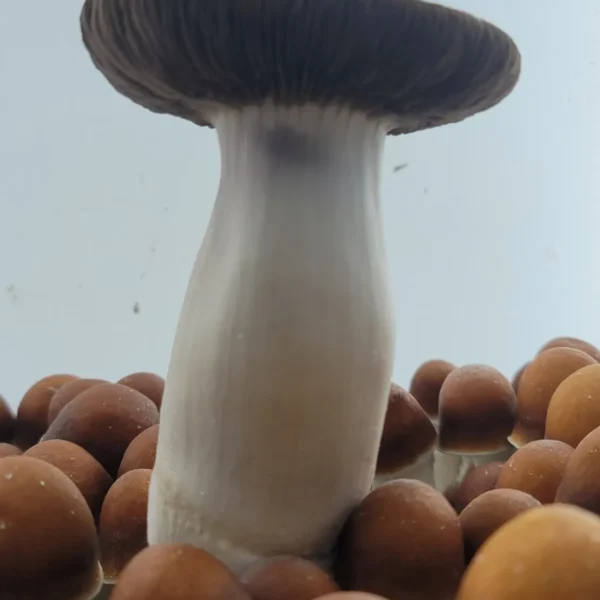 PE7 mushrooms in a natural cluster, highlighting their abundant flushes and unique cap shapes.