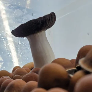Side view of PE7 mushrooms showing their elongated white stems and richly colored caps.