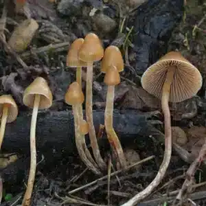 Psilocybe pelliculosa mushroom with conical to bell-shaped cap, brown to yellow-brown, slightly sticky surface when fresh, typical of the species.