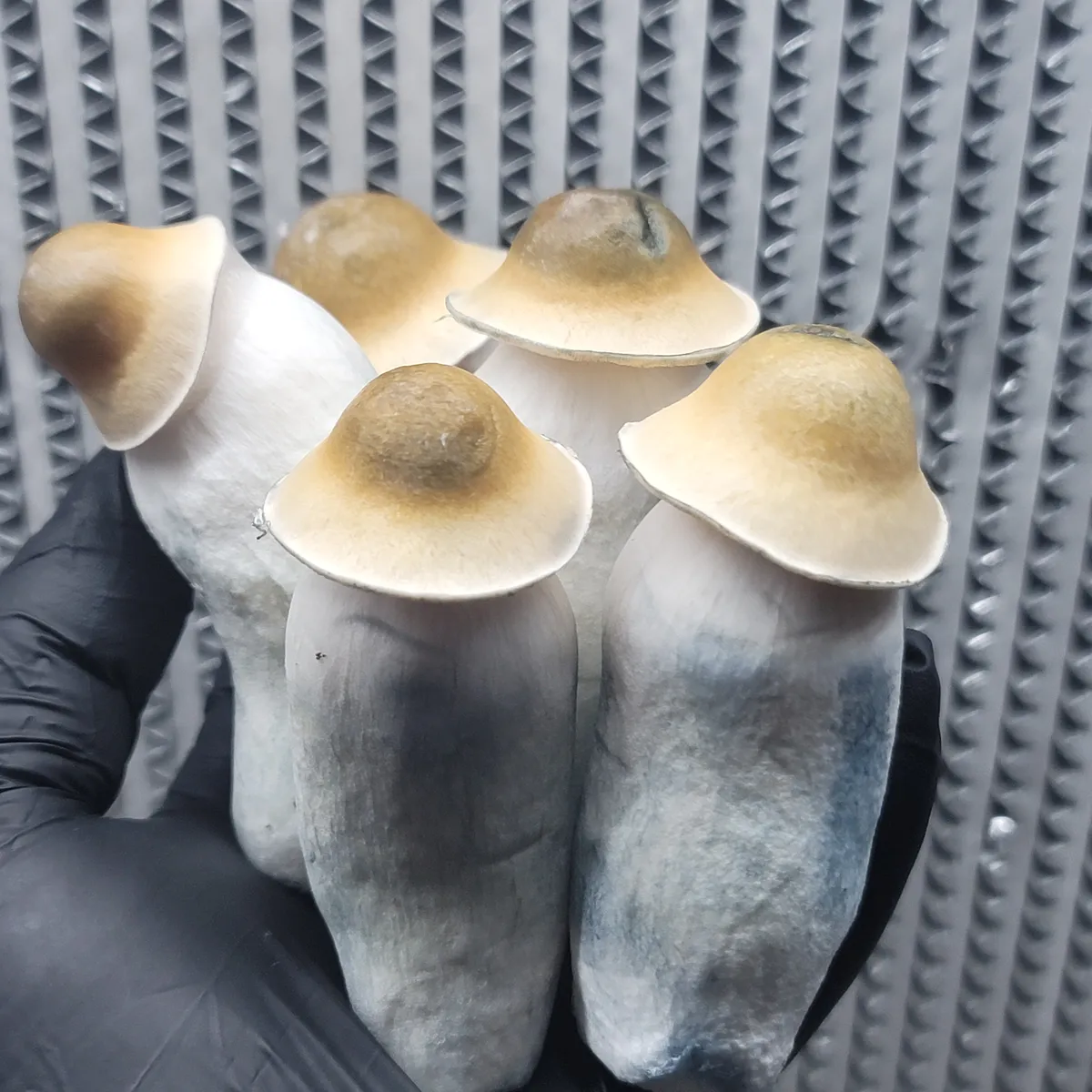 Penis Envy being held in a cluster. Four unique shaped mushrooms.