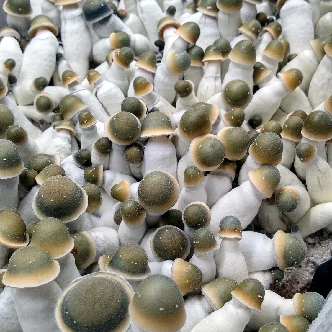 Green capped Penis Envy Uncut. A small beautiful and rare pe strain