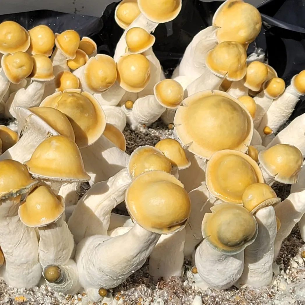 Bright yellow Penis Envy mushrooms with very pronounced shaped caps that are shaped like a bowler cap style hat.
