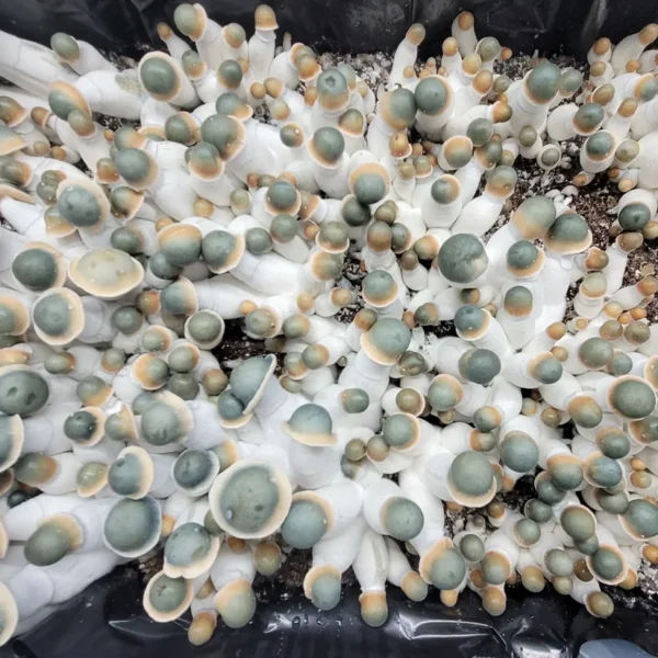 Large flush of Penis Envy Uncut mushrooms. Small with green caps and golden rings on the cap.