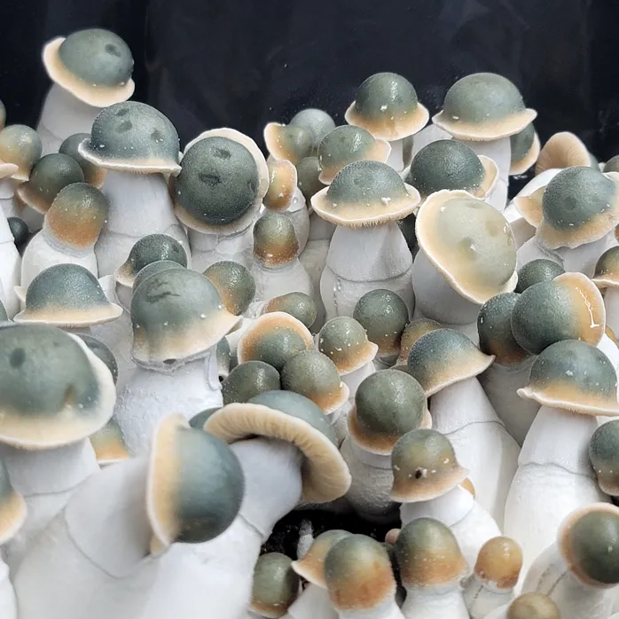 Large flush of Penis Envy Uncut mushrooms with small green caps and golden rings, thick white stems, rare private strain.