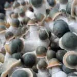 Penis Envy Uncut Isolated Spore Syringe