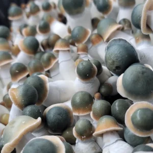 Close-up of PEU mushrooms showing vibrant green caps, subtle golden ring on the cap, clustered growth on a substrate.