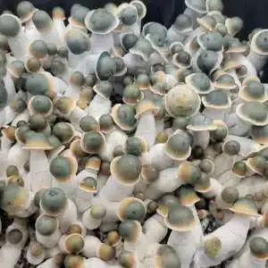 Penis Envy Uncut private strain mushrooms, small green-capped flush with golden ring accents and robust white stems.