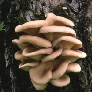 Phoenix Oyster mushrooms growing on a tree, showing fan-shaped clusters with creamy to light brown caps emerging from the bark.