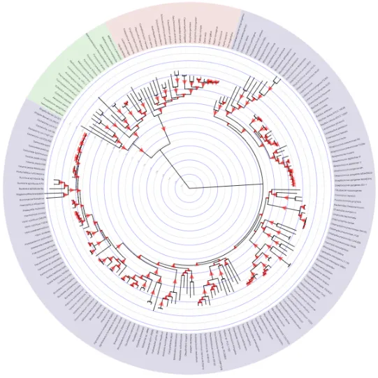 Phylogenetic tree diagram showing evolutionary relationships among mushroom species.