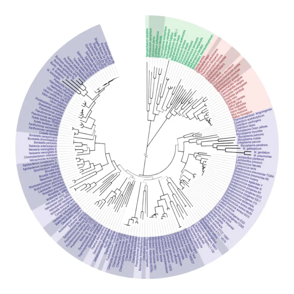 Phylogenetic tree diagram showing evolutionary relationships among fungal species.