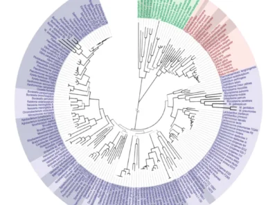 Genetic Mapping