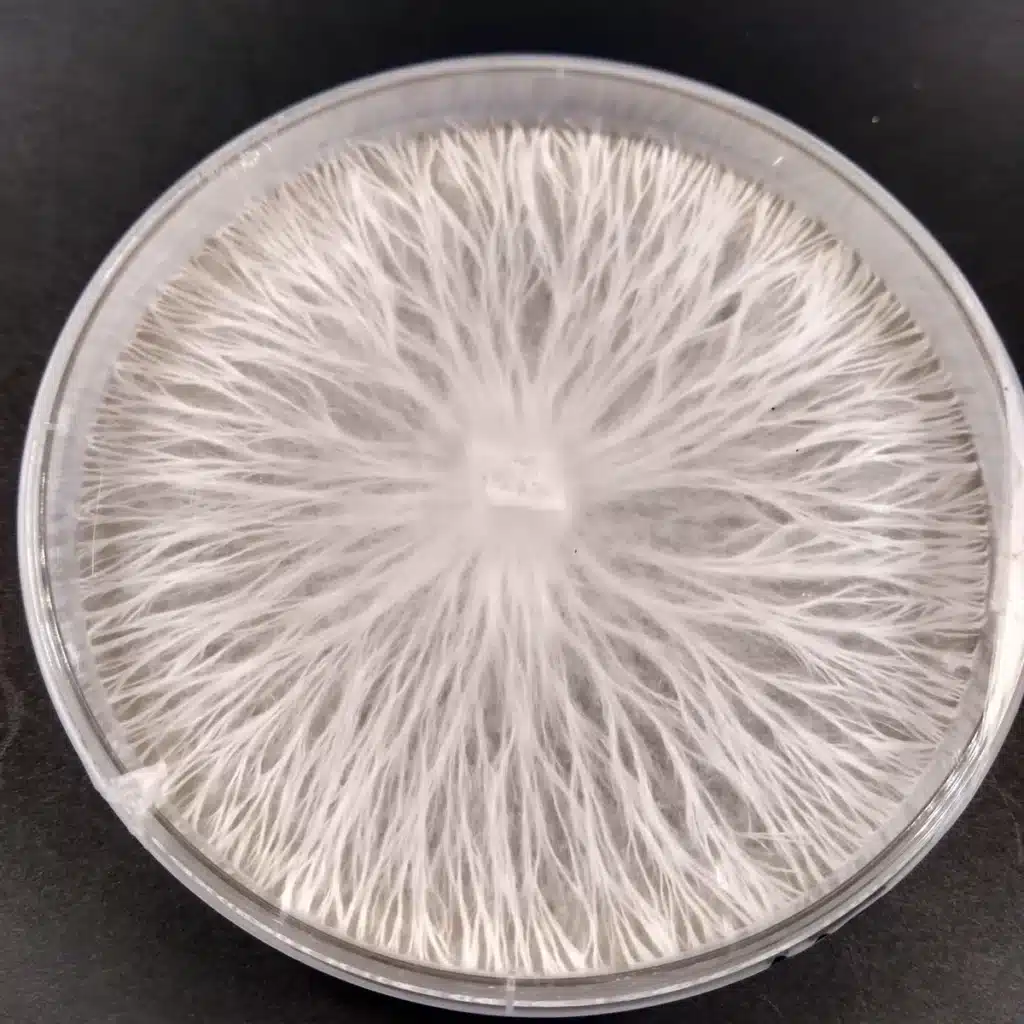 Psilocybe cubensis Ghost strain Plate of mycelium