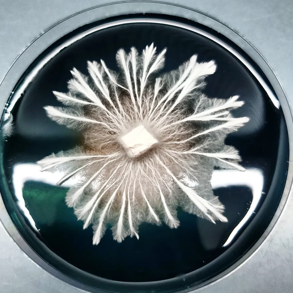Ropey mushroom mycelium growing on Petri dish showing off rhizomophic growth.