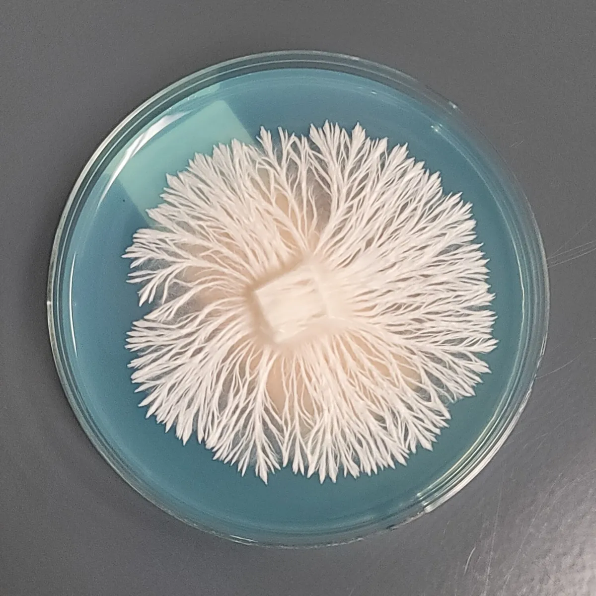 Mushroom Mycelium growing on a blue Petri dish.