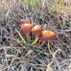 Cluster of Psilocybe azurescens mushrooms growing from woody debris, showing classic wavy caps.