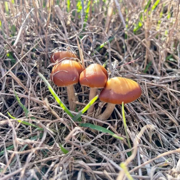 Cluster of Psilocybe azurescens mushrooms growing from woody debris, showing classic wavy caps.