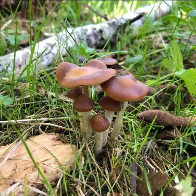 Wavy Cap Psilocybe cyanescens spore print, characteristic of this potent woodlover species.