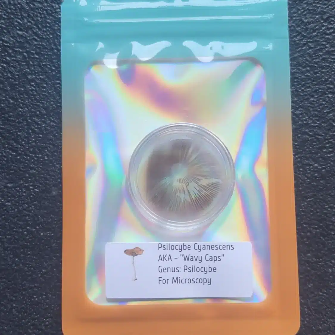 Psilocybe cyanescens spore print with deep purple-brown deposit, ideal for microscopic research.