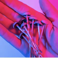 Psilocybe Mushrooms 101: Origins, Effects, and Legal Insights