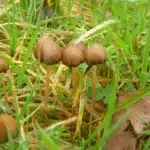 Psilocybe Semilanceata Spore Print