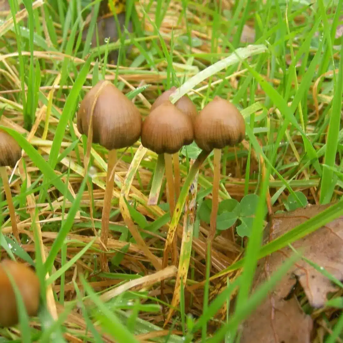Close-up of Liberty Cap spore print, displaying dense purple-brown spores for microscopy study.