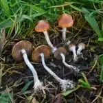 Psilocybe Subaeruginosa Wild Spore Print