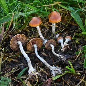 Psilocybe Subaeruginosa