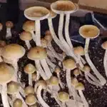 Psilocybe Zapetocorum - Spore Swab (Holy Grail)