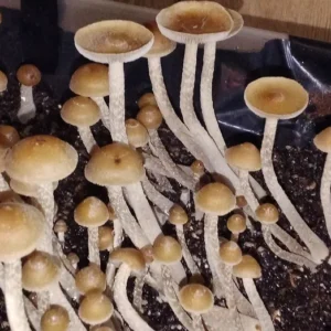Psilocybe Zapotecorum spore swab with dark purplish-brown spores, subtropical mushroom species for microscopy and genetic study.