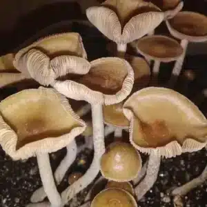Rare Psilocybe Zapotecorum spore collection, featuring bell-shaped caps and slender stems, ideal for research and taxonomy.