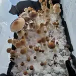 Cabo Rojo Spore Print
