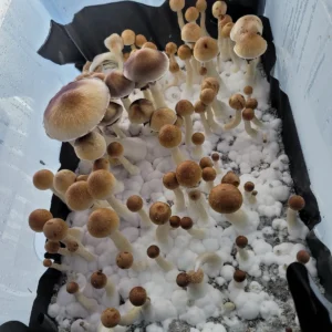 Cabo Rojo isolated spore syringe with natural brown Psilocybe cubensis caps and purple spores.
