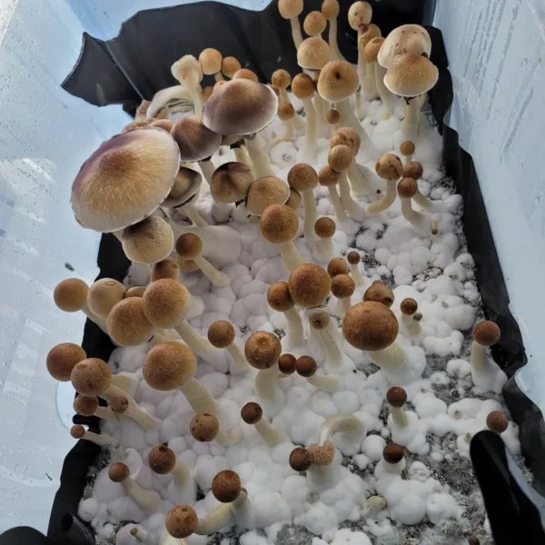 Cabo Rojo isolated spore syringe with natural brown Psilocybe cubensis caps and purple spores.