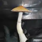 Cabo Rojo Spore Syringe