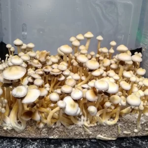 Rusty White Psilocybe cubensis fruiting in a cultivation tote with golden spores.