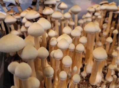 Rare Spores: Uncovering the Lore of Golden Halo, Tosohatchee, and Rusty White