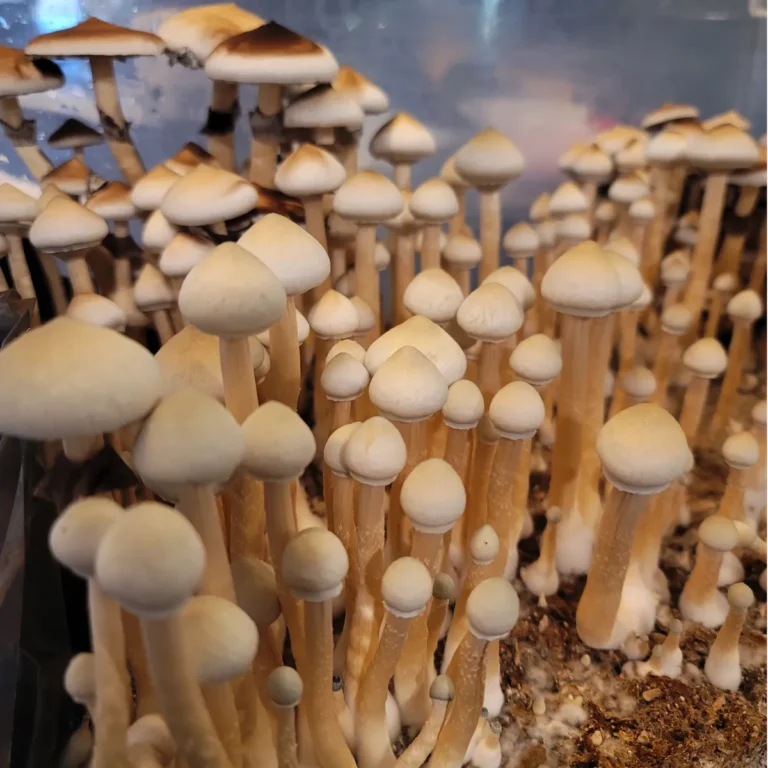 Cluster of Rusty White fruiting bodies growing in controlled lab conditions.