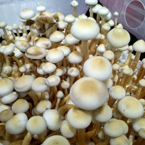 Side angle of Rusty White mushrooms highlighting gill structure and spore color.