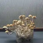 San Bernard Spore Print