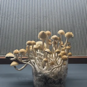 Close-up of San Bernard spore print, showcasing purple-brown spores from a Texas wild Cubensis.