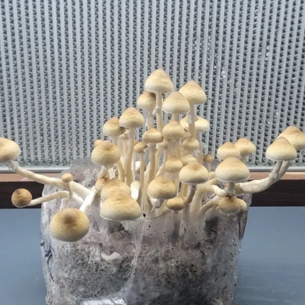 San Bernard Psilocybe Cubensis spore print, a wild strain discovered in Bernard, Texas, 2022.