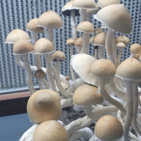 Wild San Bernard Psilocybe Cubensis spore print, collected in Bernard, Texas, 2022.