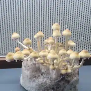 Purple-brown spore print from San Bernard, a rare wild Cubensis strain found in Bernard, Texas, 2022.