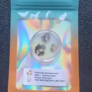 Psilocybe semilanceata Liberty Cap spore print showing deep reddish purple-brown deposit.